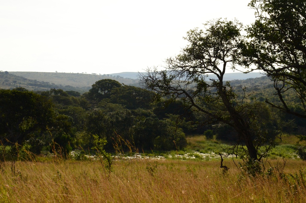 2015-05 South Africa/iMfolozi/DSC_0070.JPG